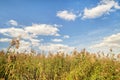 ÃÂ¡loudy sky over thick reeds Royalty Free Stock Photo